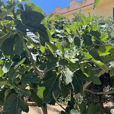 Di Selinunte - A 50 M Dal Mare Casa vacanze